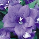Limited Edition 40+ BLUE PLATYCODON DOUBLE BALLOON FLOWER SEEDS / PERENNIAL Limited Edition 40+ BLUE PLATYCODON DOUBLE BALLOON FLOWER SEEDS / PERENNIAL