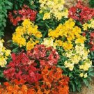 Premium 50+ ERYSIMUM CHARITY FLOWER SEEDS MIX / DEER-RESISTANT / SCENTED / PERENNIAL Premium 50+ ERYSIMUM CHARITY FLOWER SEEDS MIX / DEER-RESISTANT / SCENTED / PERENNIAL
