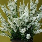 Best-Selling MOST FRAGRANT! 30+ RED LAVENDER FLOWER SEEDS / PERENNIAL Best-Selling MOST FRAGRANT! 30+ RED LAVENDER FLOWER SEEDS / PERENNIAL