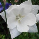 Top-Quality 40+ WHITE PLATYCODON DOUBLE BALLOON FLOWER SEEDS / PERENNIAL Top-Quality 40+ WHITE PLATYCODON DOUBLE BALLOON FLOWER SEEDS / PERENNIAL