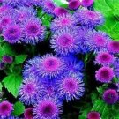 Top-Quality 50+BLUE TYCOON AGERATUM FLOWER SEEDS SELF SEEDING ANNUAL