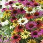 Top-Quality 25+ RED RUBY ECHINACEA / CONE-FLOWER FLOWER SEEDS / LONG LASTING PERENNIAL