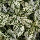 Limited Edition 25+ HYPOESTES POLKA DOT PLANT SPLASH WHITE FLOWER SEEDS / SHADE LOVING