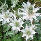 Limited Edition 30+ SILVER ALPINE SEA HOLLY (ERYNGIUM) SILVER GHOST FLOWER SEEDS / PERENNIAL Limited Edition 30+ SILVER ALPINE SEA HOLLY (ERYNGIUM) SILVER GHOST FLOWER SEEDS / PERENNIAL