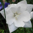 New Arrival 40+ PLATYCODON DOUBLE BALLOON MIXED FLOWER SEEDS (BLUE, WHITE, PINK/) PERENNIAL New Arrival 40+ PLATYCODON DOUBLE BALLOON MIXED FLOWER SEEDS (BLUE, WHITE, PINK/) PERENNIAL