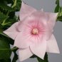 New Arrival 40+ PLATYCODON DOUBLE BALLOON MIXED FLOWER SEEDS (BLUE, WHITE, PINK/) PERENNIAL