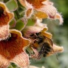 Limited Edition 50+ FOXGLOVE DIGITALIS FERRUGINEA FLOWER SEEDS / PERENNIAL DEER RESISTANT Limited Edition 50+ FOXGLOVE DIGITALIS FERRUGINEA FLOWER SEEDS / PERENNIAL DEER RESISTANT