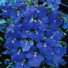 Limited Edition 50+ LOBELIA REGATTA BLUE TRAILING PERENNIAL FLOWER SEEDS Limited Edition 50+ LOBELIA REGATTA BLUE TRAILING PERENNIAL FLOWER SEEDS