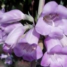 Best-Selling 50+ PENSTEMON PURPLE GRANDIFLORUS BEARDTONGUE FLOWER SEEDS / PERENNIAL Best-Selling 50+ PENSTEMON PURPLE GRANDIFLORUS BEARDTONGUE FLOWER SEEDS / PERENNIAL