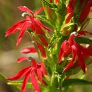 New Arrival 30+ LOBELIA CARDINALIS RED CARDINAL VINING CLIMBER PERENNIAL FLOWER SEEDS