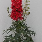 New Arrival GIANT RED DELPHINIUM FLOWER SEEDS / PERENNIAL New Arrival GIANT RED DELPHINIUM FLOWER SEEDS / PERENNIAL