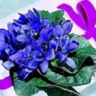 Exclusive 30+ VIOLA QUEEN CHARLOTTE SWEETLY SCENTED SHADE PERENNIAL FLOWER SEEDS Exclusive 30+ VIOLA QUEEN CHARLOTTE SWEETLY SCENTED SHADE PERENNIAL FLOWER SEEDS