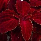 Top-Quality 50+ COLEUS WIZARD RED VELVET SHADE LOVING FLOWER SEEDS / LONG LASTING ANNUAL