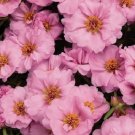 Limited Edition 50+ SUNDIAL PINK PORTULACA MOSS ROSE SEEDS ANNUAL GROUND-COVER FLOWER SEEDS Limited Edition 50+ SUNDIAL PINK PORTULACA MOSS ROSE SEEDS ANNUAL GROUND-COVER FLOWER SEEDS