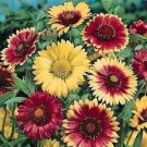 Top-Quality 30+ GAILLARDIA MONARCH MIX FLOWER SEEDS / RARELY OFFERED PERENNIAL Top-Quality 30+ GAILLARDIA MONARCH MIX FLOWER SEEDS / RARELY OFFERED PERENNIAL