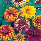 Best-Selling NEW! 50+ PERSIAN CARPET MIX ZINNIA FLOWER SEEDS / LONG LASTING ANNUAL Best-Selling NEW! 50+ PERSIAN CARPET MIX ZINNIA FLOWER SEEDS / LONG LASTING ANNUAL