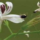 Premium Indian Echinacea , Andrgraphis, King of Bitters, Chiretta, Herb, Med. Supplement Premium Indian Echinacea , Andrgraphis, King of Bitters, Chiretta, Herb, Med. Supplement