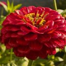 New Arrival NEW! 35+ GIANT RED ZINNIA FLOWER SEEDS / LONG LASTING CUT FLOWERS / DEER RESIST New Arrival NEW! 35+ GIANT RED ZINNIA FLOWER SEEDS / LONG LASTING CUT FLOWERS / DEER RESIST