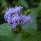 Exclusive 50+ BLUE MISTFLOWER / HARDY AGERATUM / PERENNIAL FLOWER SEEDS / DEER RESISTANT