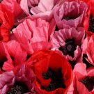 Limited Edition 40+ FRUIT PUNCH PAPAVER ORIENTALE POPPY FLOWER SEEDS MIX / RESEEDING ANNUAL