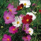 Premium 35+ COSMOS COSIMO PURPLE, RED, WHITE MIX / DROUGHT TOLERANT / LONG LASTING ANNUL Premium 35+ COSMOS COSIMO PURPLE, RED, WHITE MIX / DROUGHT TOLERANT / LONG LASTING ANNUL