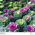 Premium 30+ ORNAMENTAL FLOWERING KALE FLOWER SEEDS MIX Premium 30+ ORNAMENTAL FLOWERING KALE FLOWER SEEDS MIX