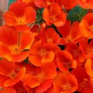 Best-Selling 35+ ESCHSCHOLZIA CALIFORNICA COPPER POT POPPY / PERENNIAL