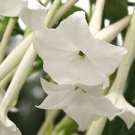 New Arrival 50+ WHITE NICOTIANA SYLVESTEIS FLOWER SEEDS / RESEEDING ANNUAL / FRAGRANT