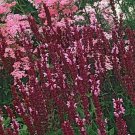 Top-Quality 40+ SALVIA ""ROSE QUEEN"" FLOWER SEEDS SAGE LONG LASTING PERENNIAL Top-Quality 40+ SALVIA ""ROSE QUEEN"" FLOWER SEEDS SAGE LONG LASTING PERENNIAL