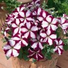Best-Selling 30+ STAR BURGANDY PETUNIA FLOWER SEEDS / LONG LASTING ANNUAL Best-Selling 30+ STAR BURGANDY PETUNIA FLOWER SEEDS / LONG LASTING ANNUAL