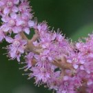 Exclusive 30+ SPIRAEA TOMENTOSA STEEPLEBRUSH FLOWER SEEDS / PERENNIAL Exclusive 30+ SPIRAEA TOMENTOSA STEEPLEBRUSH FLOWER SEEDS / PERENNIAL