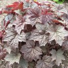 Top-Quality 30+ PURPLE PALACE HEUCHERA GROUND COVER SEEDS / DEER RESISTANT PERENNIAL Top-Quality 30+ PURPLE PALACE HEUCHERA GROUND COVER SEEDS / DEER RESISTANT PERENNIAL