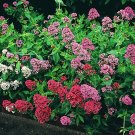 Exclusive 40+ JUPITER'S BEARD FLOWER SEEDS /RED,WHITE/PURPLE / PERENNIAL Exclusive 40+ JUPITER'S BEARD FLOWER SEEDS /RED,WHITE/PURPLE / PERENNIAL