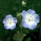 Top-Quality 75+ NEMOPHILA BABY BLUE EYES ANNUAL FLOWER SEEDS