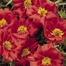 New Arrival 50+ RUBY JEWEL MOSS ROSE PORTULACA ANNUAL SUCCULENT GROUND COVER FLOWER SEEDS New Arrival 50+ RUBY JEWEL MOSS ROSE PORTULACA ANNUAL SUCCULENT GROUND COVER FLOWER SEEDS