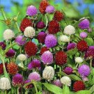 New Arrival 40+ GOMPHRENA AUDRAY MIX FLOWER SEEDS / ANNUAL / HEAT & DROUGHT TOLERANT New Arrival 40+ GOMPHRENA AUDRAY MIX FLOWER SEEDS / ANNUAL / HEAT & DROUGHT TOLERANT