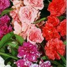 Limited Edition 40+ HEIRLOOM BALSAM FLOWER SEEDS MIX / PERENNIAL Limited Edition 40+ HEIRLOOM BALSAM FLOWER SEEDS MIX / PERENNIAL