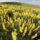 Premium 40+ YELLOW LUPINUS FLOWER SEEDS / LONG LASTING ANNUAL / WATER & HEAT TOLERANT Premium 40+ YELLOW LUPINUS FLOWER SEEDS / LONG LASTING ANNUAL / WATER & HEAT TOLERANT