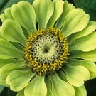 Exclusive NEW! 30+ GIANT LIME GREEN ""ENVY"" ZINNIA FLOWER SEEDS / LONG LASTING ANNUAL Exclusive NEW! 30+ GIANT LIME GREEN ""ENVY"" ZINNIA FLOWER SEEDS / LONG LASTING ANNUAL