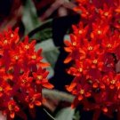 Top-Quality 30+ DEEP RED BUTTERFLY WEED FLOWER SEEDS / ASCLEPIAS / PERENNIAL / GREAT GIFT Top-Quality 30+ DEEP RED BUTTERFLY WEED FLOWER SEEDS / ASCLEPIAS / PERENNIAL / GREAT GIFT