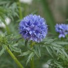 Top-Quality 50+ GLOBE GILIA FLOWER SEEDS BEAUTIFULLY SCENTED ANNUAL EASY TO GROW!