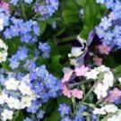 New Arrival 60+ WHITE, BLUE AND ROSE FORGET-ME-NOT MIXED FLOWER SEEDS / PERENNIAL / MYOSOTIS New Arrival 60+ WHITE, BLUE AND ROSE FORGET-ME-NOT MIXED FLOWER SEEDS / PERENNIAL / MYOSOTIS