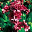 Top-Quality 15+ RED BERGENIA GROUND COVER REDSTART FLOWER SEEDS / PERENNIAL Top-Quality 15+ RED BERGENIA GROUND COVER REDSTART FLOWER SEEDS / PERENNIAL