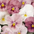 Best-Selling NEW! 20+ PANSY PANOLA PINK SHADES FLOWER SEEDS / LONG LASTING ANNUAL Best-Selling NEW! 20+ PANSY PANOLA PINK SHADES FLOWER SEEDS / LONG LASTING ANNUAL