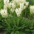 Top-Quality 35+ WHITE FLOWERING FERN PERENNIAL FLOWR SEEDS / FILIPENDULA / DEER,RABBIT RESI Top-Quality 35+ WHITE FLOWERING FERN PERENNIAL FLOWR SEEDS / FILIPENDULA / DEER,RABBIT RESI