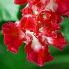 Best-Selling 25+ RED RUFFLED MORNING GLORY FLOWER SEEDS / PERENNIAL / IPOMOEA