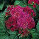 Top-Quality 50+RED ROYAL HAWAIIAN AGERATUM FLOWER SEEDS Top-Quality 50+RED ROYAL HAWAIIAN AGERATUM FLOWER SEEDS