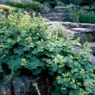 Best-Selling 50+ ACHEMILLA / LADIES MANTLE PERENNIAL FLOWER SEEDS / LONG LASTING Best-Selling 50+ ACHEMILLA / LADIES MANTLE PERENNIAL FLOWER SEEDS / LONG LASTING