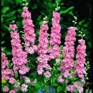 New Arrival 25+ PINK DELPHINIUM CONSOLIDA PERENNIAL FLOWER SEEDS New Arrival 25+ PINK DELPHINIUM CONSOLIDA PERENNIAL FLOWER SEEDS