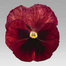 Exclusive NEW! 35+ PANSY INSPIRE TERRACOTTA FLOWER SEEDS / LONG LASTING ANNUAL Exclusive NEW! 35+ PANSY INSPIRE TERRACOTTA FLOWER SEEDS / LONG LASTING ANNUAL
